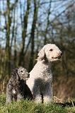 BEDLINGTON TERRIER 238